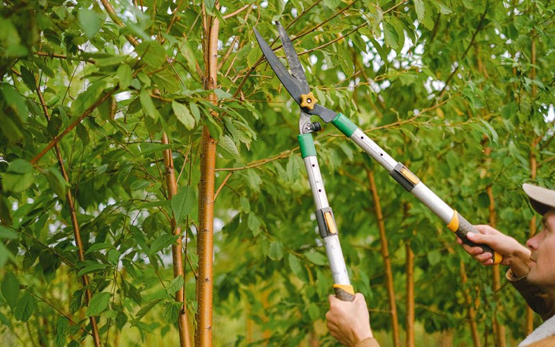 Tree trimming in Atwood, IN